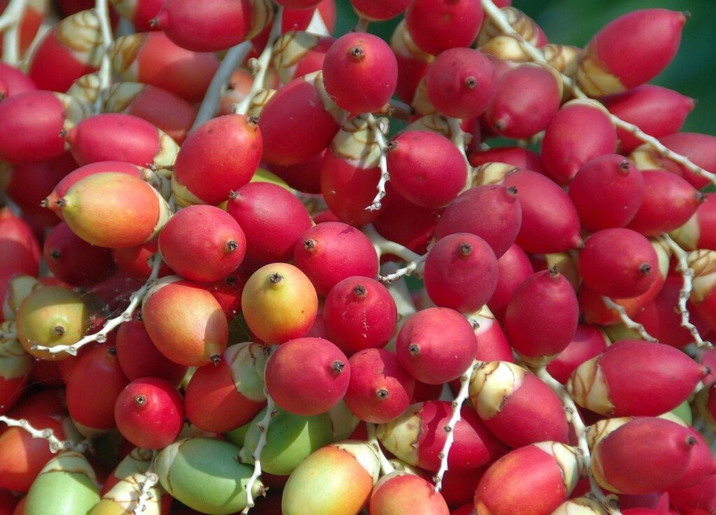 Fruit en D : Liste des fruits qui commencent par D