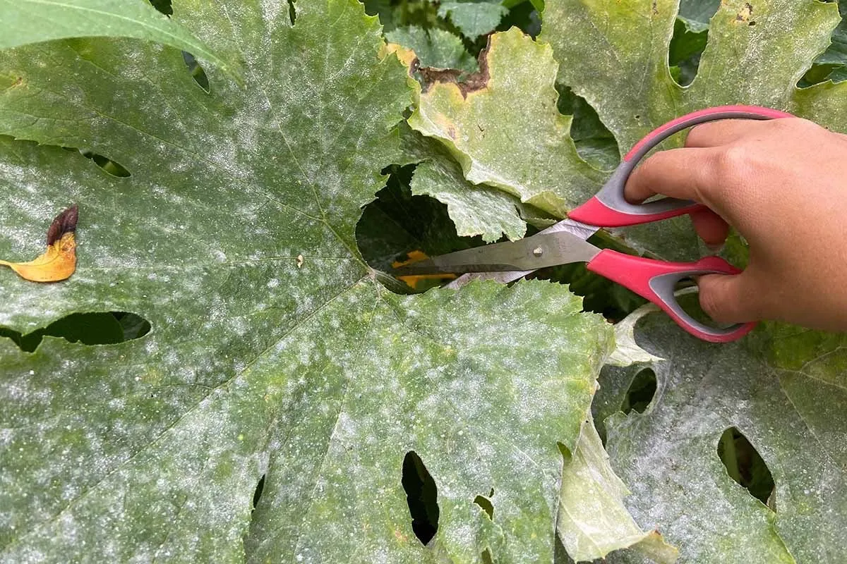 Peut-on couper les feuilles de courgettes ?