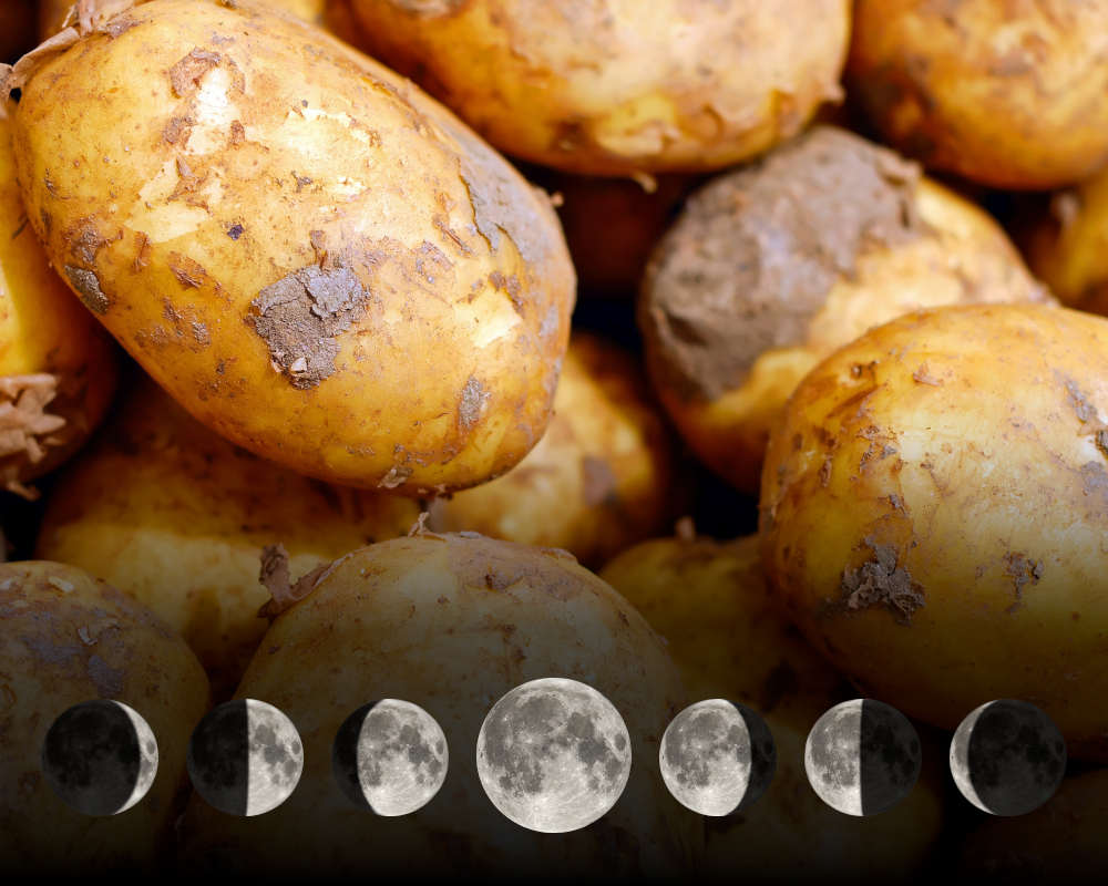 Planter des pommes de terre avec la lune : est-ce vraiment efficace ?