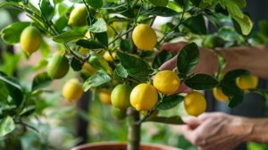 Comment optimiser la taille de votre citronnier en pot pour des fruits juteux ?